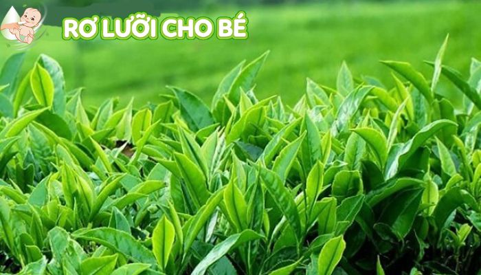 nước chè xanh giúp ngăn ngừa nấm miệng