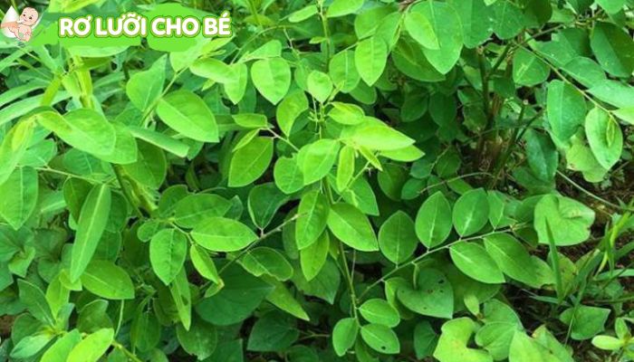 chữa nấm miệng cho bé bằng rau ngót