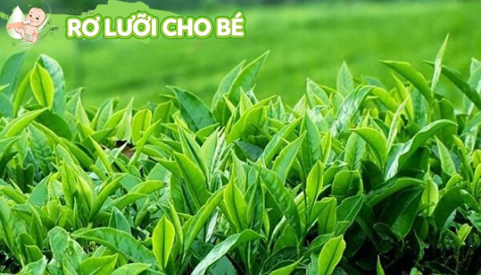 thuốc trị tưa lưỡi bằng lá chè xanh